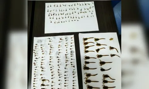 Mais de 200 escorpiões são encontrados em casa no Paraná