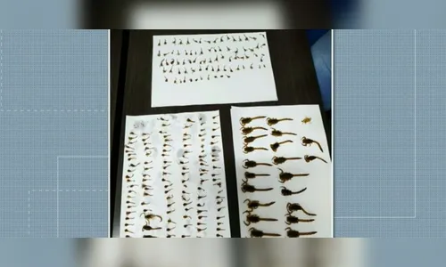 Mais de 200 escorpiões são encontrados em casa no Paraná