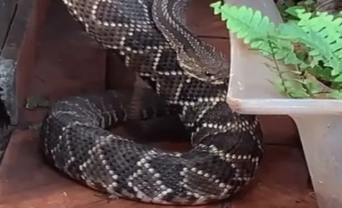 Moradora encontra cobra embaixo de tanque em Borrazópolis