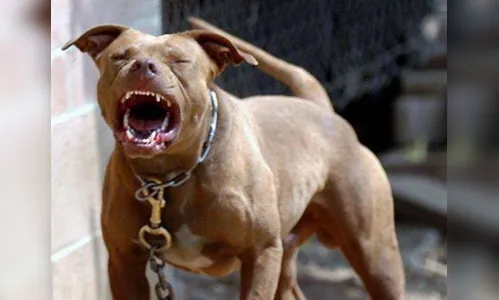 Mulher morre após ser atacada por pitbull dentro de casa