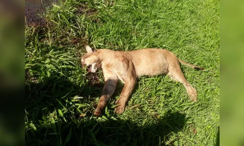 Onça parda morre após ser atropelada no Vale do Ivaí