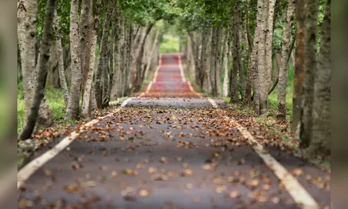 Outono começa neste domingo (20) no Hemisfério Sul
