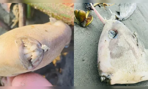 Peixe 'dentuço e chifrudo' atrai atenção de banhistas