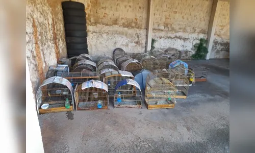 Polícia apreende 44 aves silvestres ilegais em Marumbi