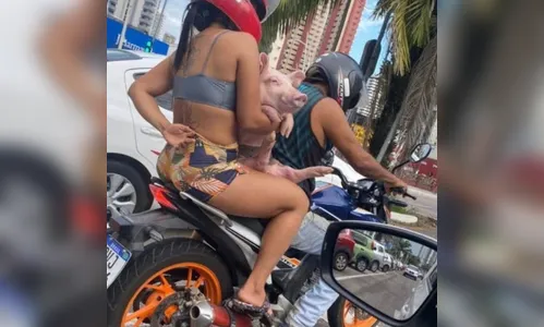 Porco é flagrado sendo transportado em motocicleta