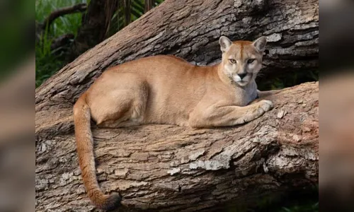 Onça é avistada em área rural de Arapongas; Veja