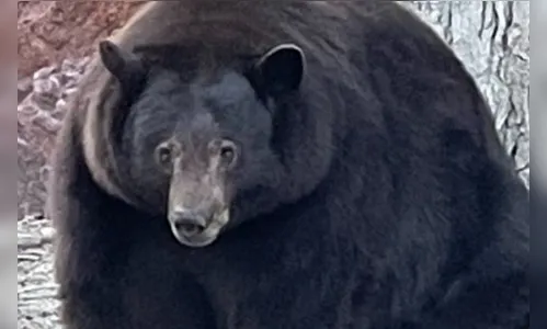 Urso de 200 kg invade cerca de 30 casas na Califórnia