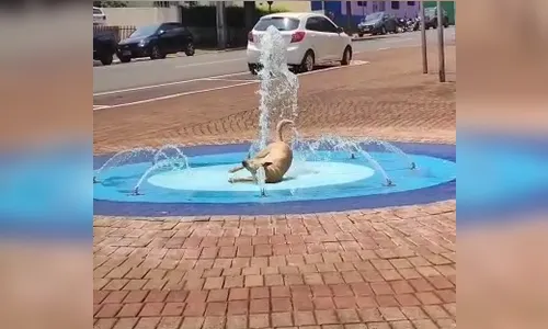 Vídeo de cachorrinho se refrescando em Apucarana viraliza