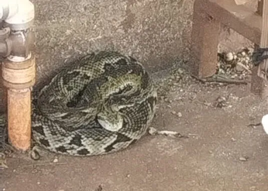 Cobra jararaca é capturada no quintal de casa em Apucarana