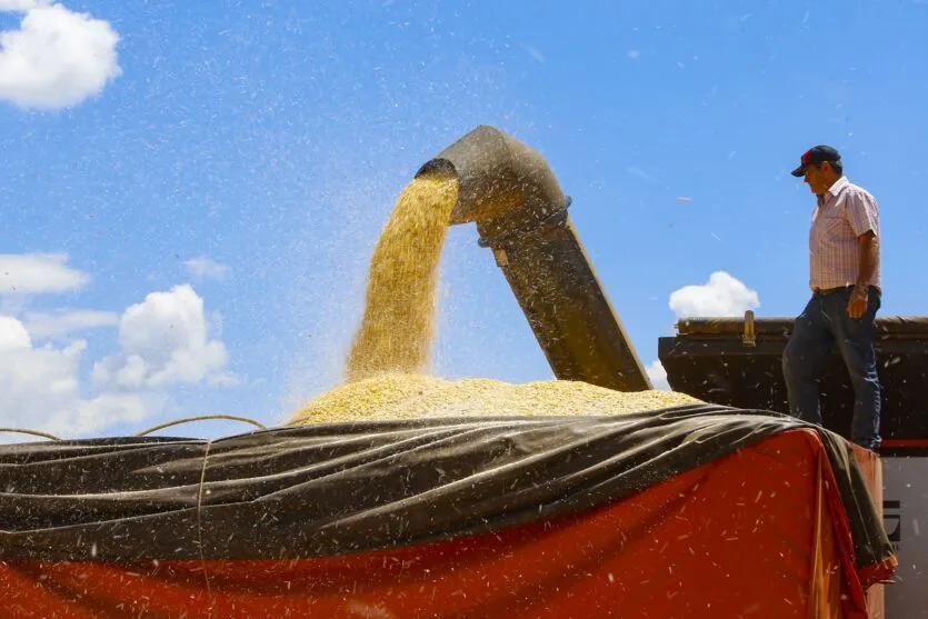 Com relação ao milho da primeira safra, cuja colheita também se aproxima da reta final, as perdas são de 32%
