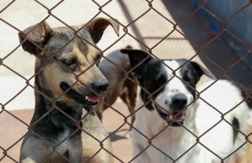 “Mais Vida Animal” tem 1.004 castrações no 1º ano em Apucarana