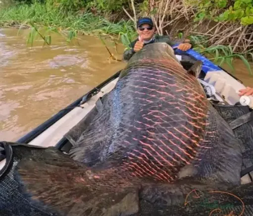 Pescadores 'pegam' peixe com mais de 2 metros em Rondônia