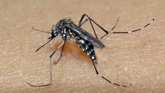 aedes aegypti popularmente conhecido como mosquito da Dengue