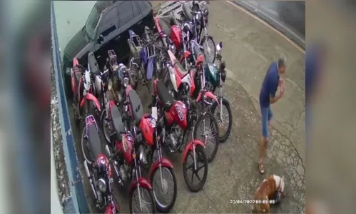 Adestradores consideram caso de pitbull “incomum”