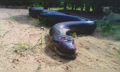 'Anaconda' é morta após atacar cão que brincava com criança