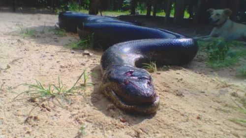 'Anaconda' é morta após atacar cão que brincava com criança