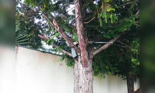 Assaltantes abandonam arma de alto calibre em árvore no PR