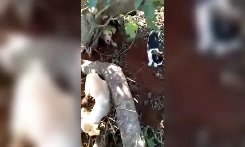 Borrazópolis registra caso de maus tratos contra animais