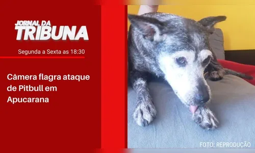 Câmera flagra ataque de Pitbull em Apucarana