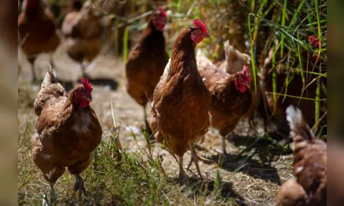 China registra primeiro caso humano de gripe aviária H3N8