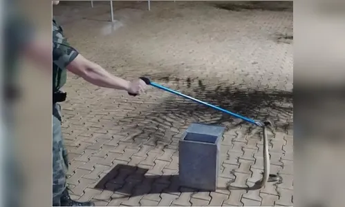 Cobra cascavel é capturada dentro de campus do IFPR