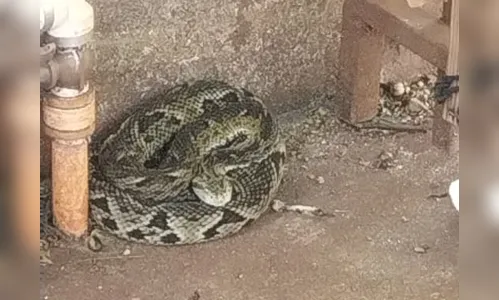 Cobra jararaca é capturada no quintal de casa em Apucarana