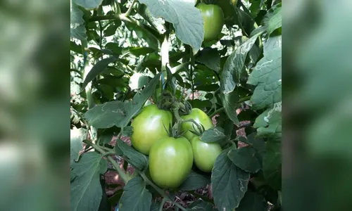Custos de produção: preço do tomate não entusiasma produtor