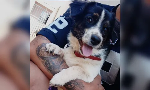 Deputado solicita Menção Honrosa a motoboy que salvou cão em Apucarana