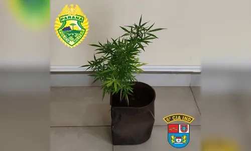 Polícia Militar encontra vaso com dois pés de maconha em residência