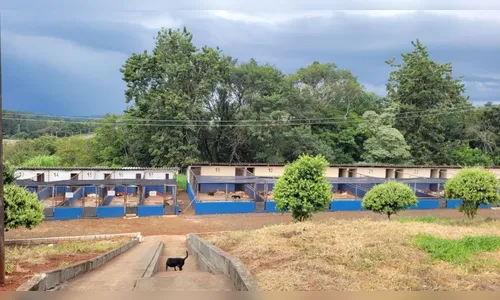 Furto de fios atrapalha atendimento no Centro Animal; veja