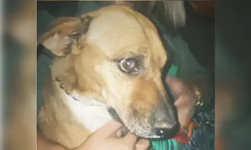 Homem é preso suspeito de zoofilia e maus tratos contra cachorro