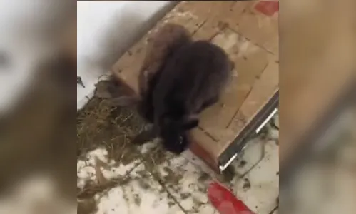 Homem que mantinha coelhos em apartamento é notificado
