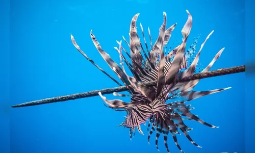 Homem sofre convulsões e paradas cardíacas ao pisar em peixe