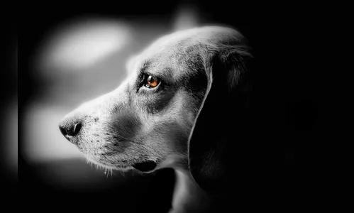 Idoso mata cachorro a pauladas em Arapongas