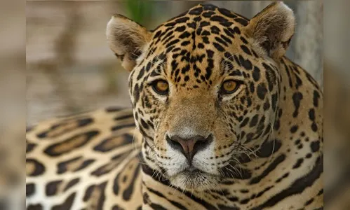 Onça é suspeita de atacar cavalo em Cascavel no Paraná