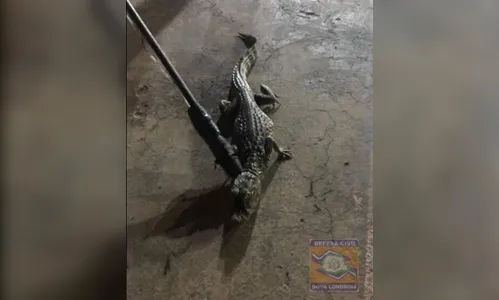 Jacaré é capturado no centro de cidade do Paraná