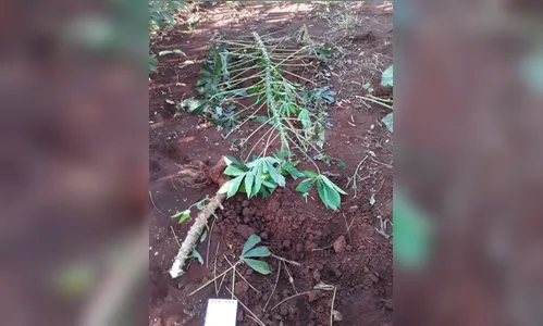 Ladrão furta mandiocas e deixa bilhete: 