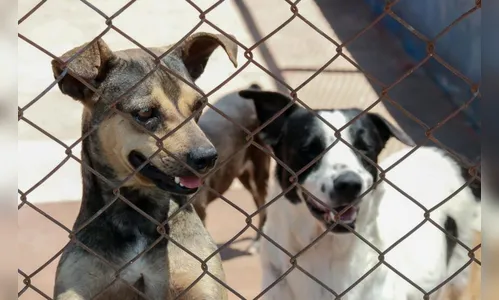 “Mais Vida Animal” tem 1.004 castrações no 1º ano em Apucarana