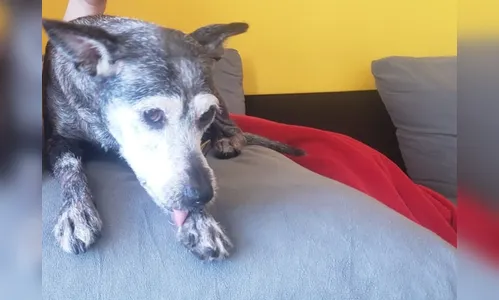 Câmera flagra ataque de Pitbull em Apucarana; assista