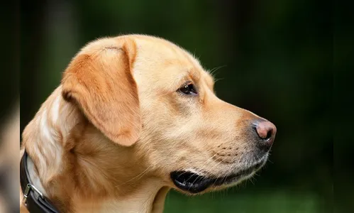 Noiva é negligente com cachorro e homem cancela casamento