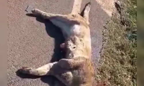 Onça parda morre atropelada em rodovia da região