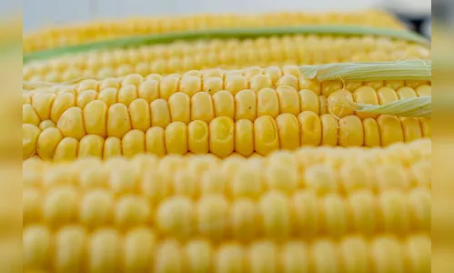PM de Mauá da Serra localiza mil quilos de milho furtados