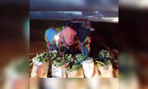 PM intensifica patrulhamento para conter furtos de milho