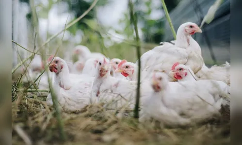 Quase 30 galinhas são 'presas' por perturbação de sossego