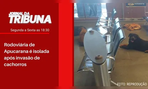 Rodoviária de Apucarana é isolada após invasão de cachorros