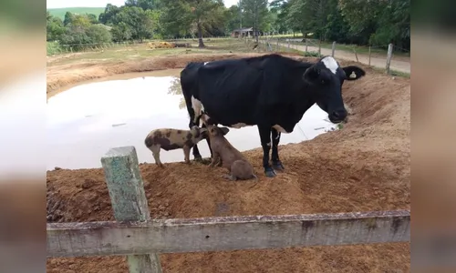 Vaca 'adota' e amamenta porquinhos em chácara do Paraná