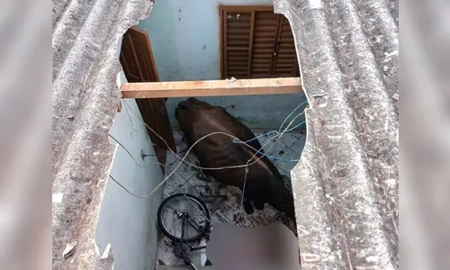 Vaca assusta família após cair do telhado de casa no PR