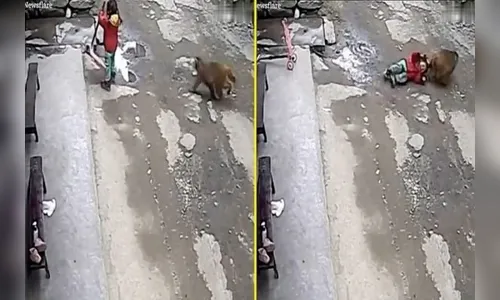 Veja: Macaco ataca criança e a arrasta pelo cabelo na China