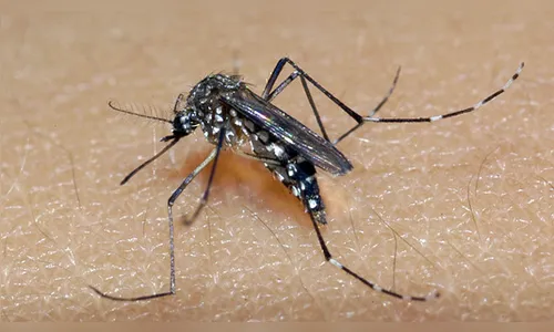 Dengue hemorrágica mata estudante universitário de Maringá