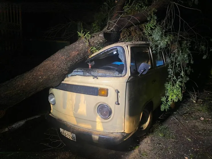 Após vendaval, árvore cai em Kombi no Jardim Eldorado; vídeo